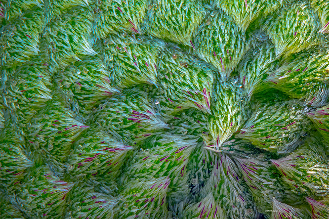 Hig Magnification Photo of Grey Headed Coneflower Bud